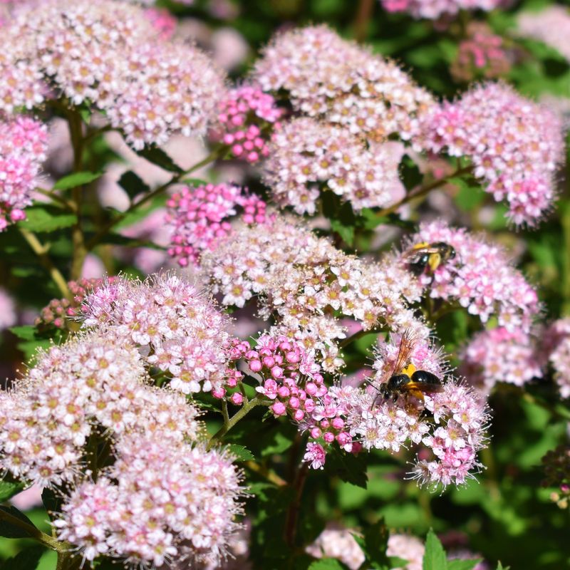 Spirea (Summer-Flowering)