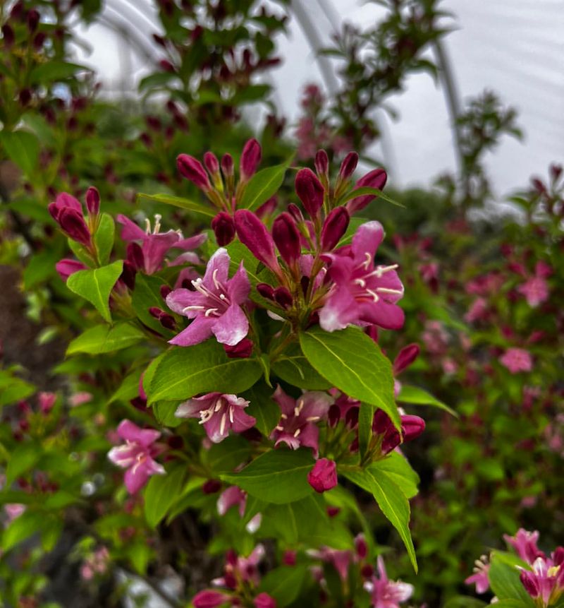 Weigela Rewards Mid-Summer Pruners