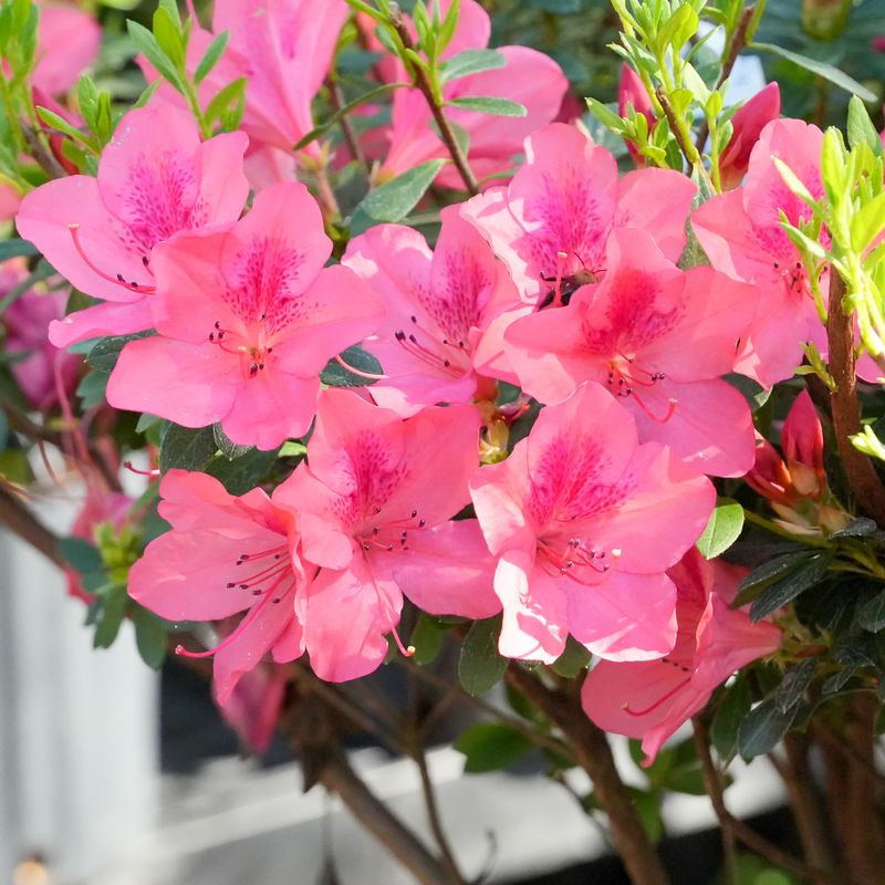 Spring-Flowering Shrubs