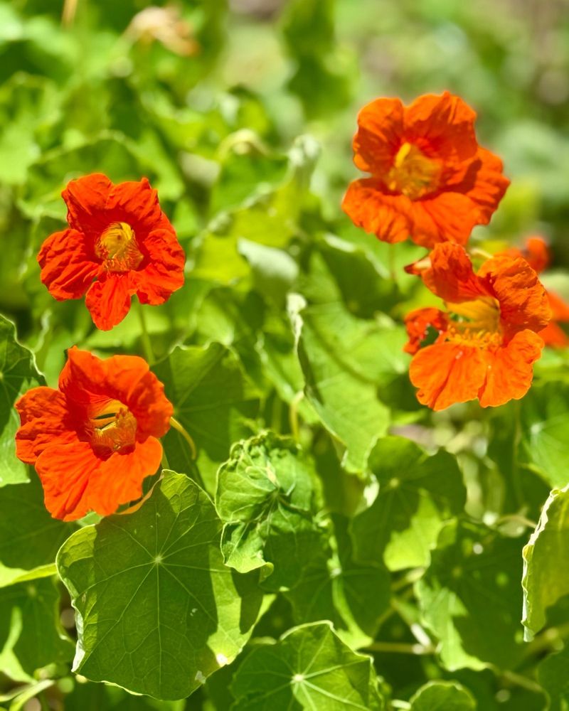 Nasturtiums: Edible Beauties