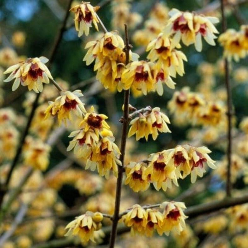 Wintersweet - January's Spice Cabinet