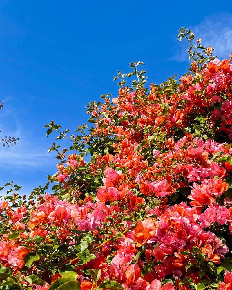 Bougainvillea