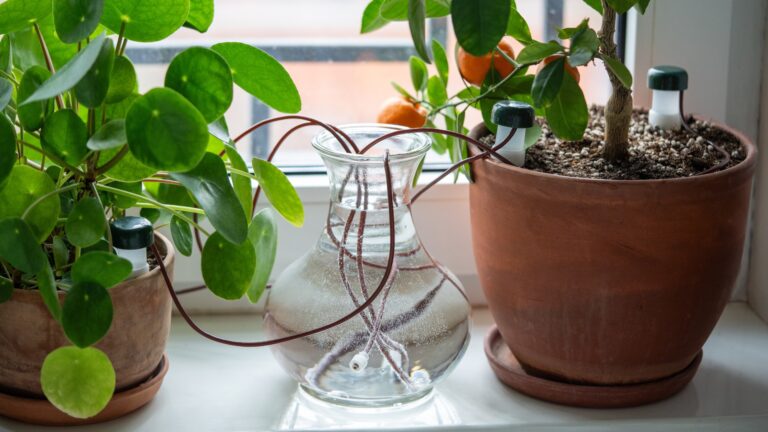 Self-Watering Bottle System