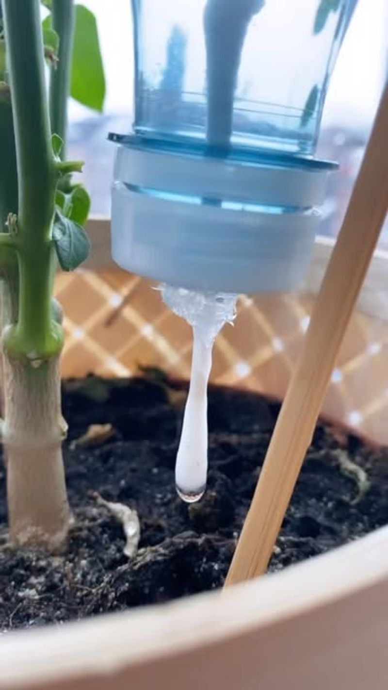 Self-Watering Bottle System