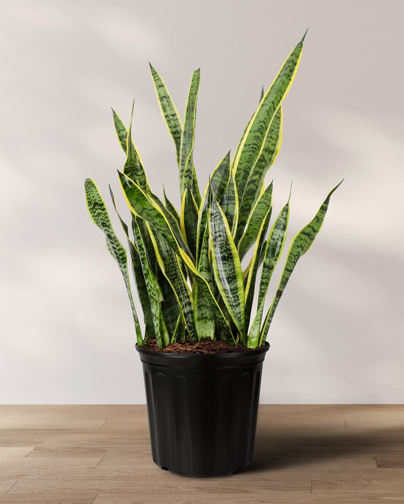 Structural Snake Plant