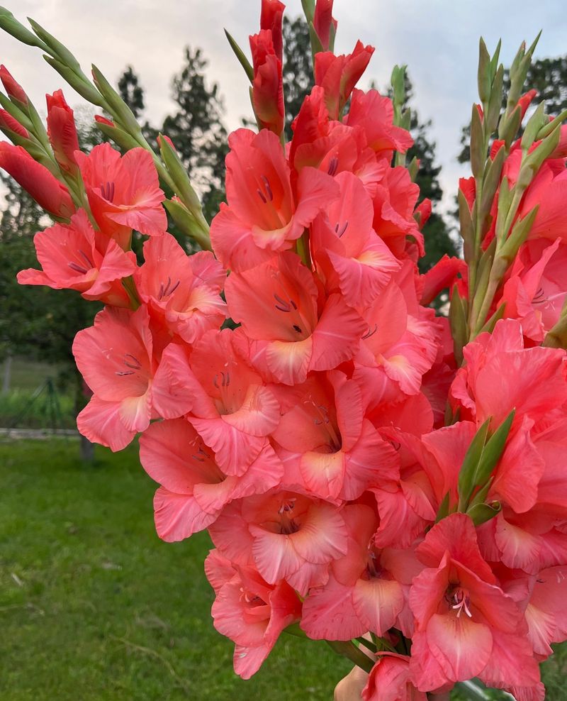 Graceful Gladiolus