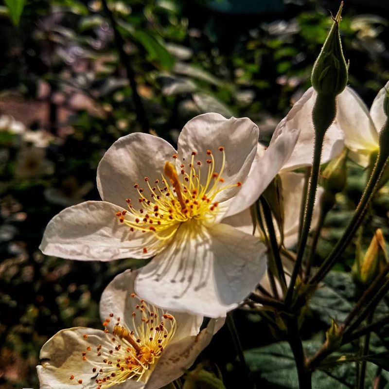 Himalayan Wild Rose (Rosa brunonii)
