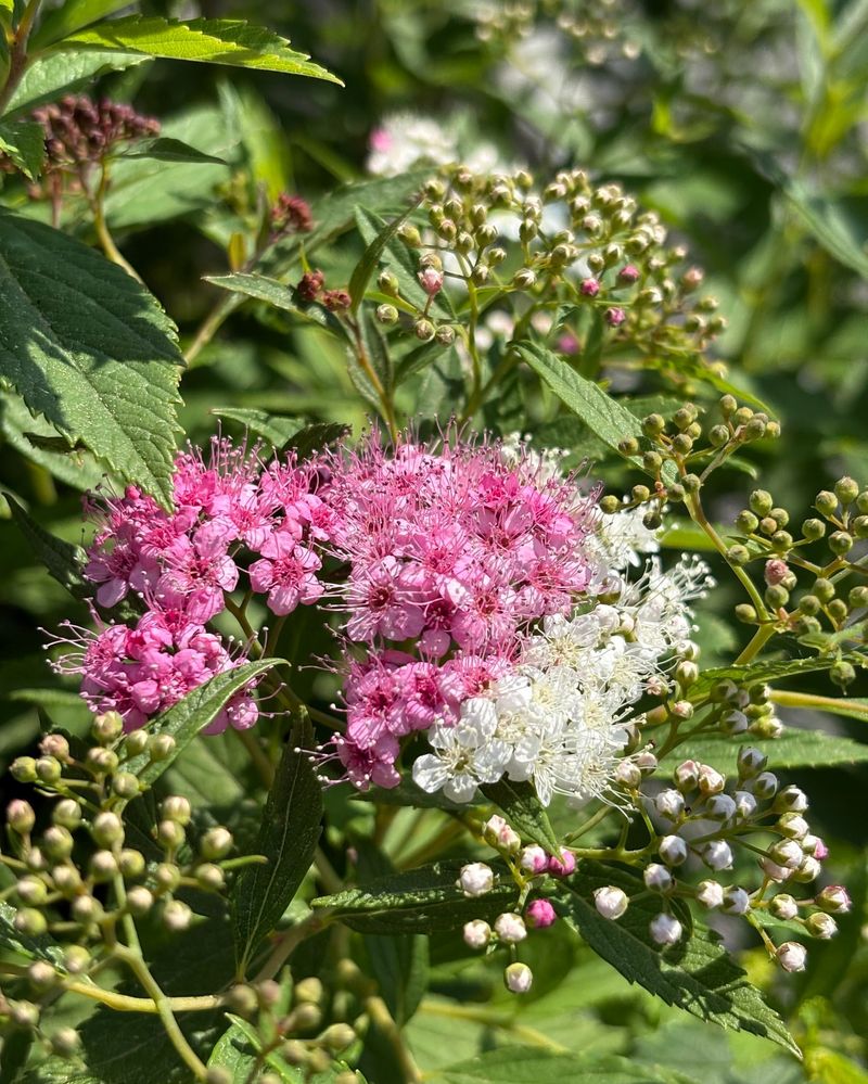 Spirea Shrubs Shine After Shearing