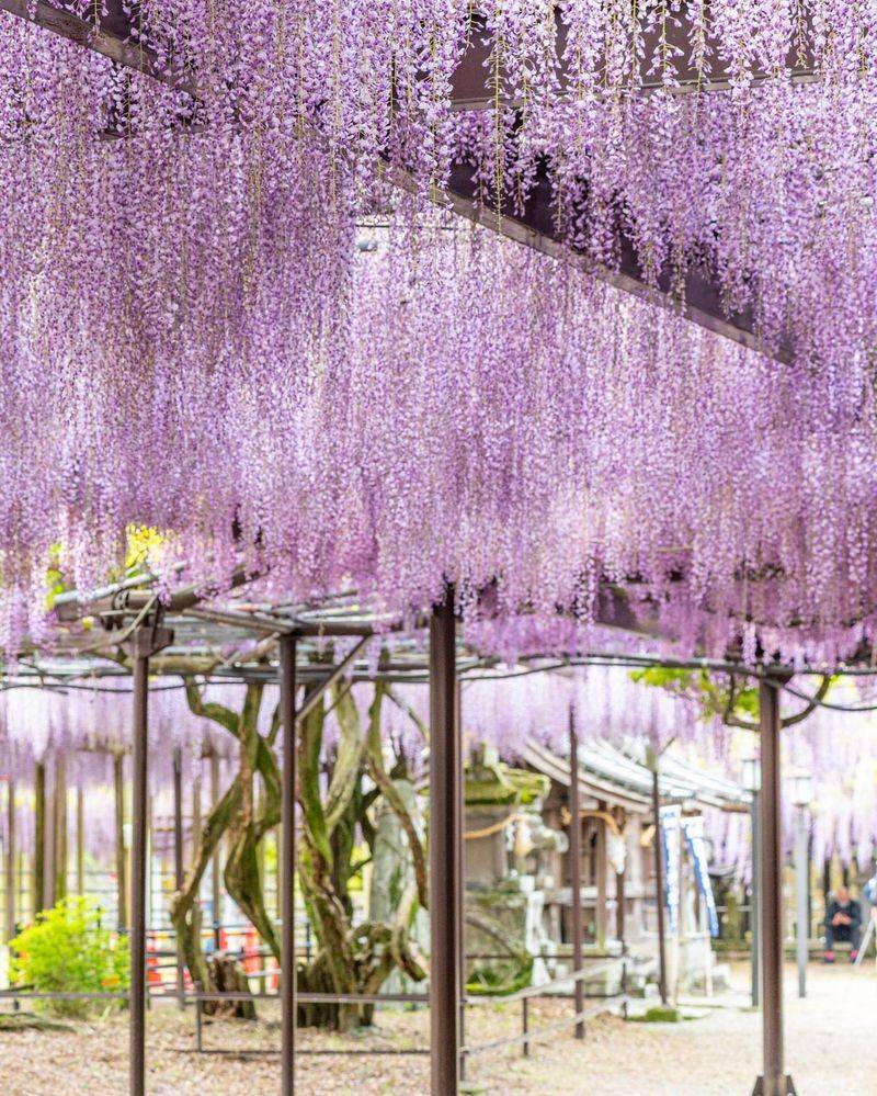 Wisteria