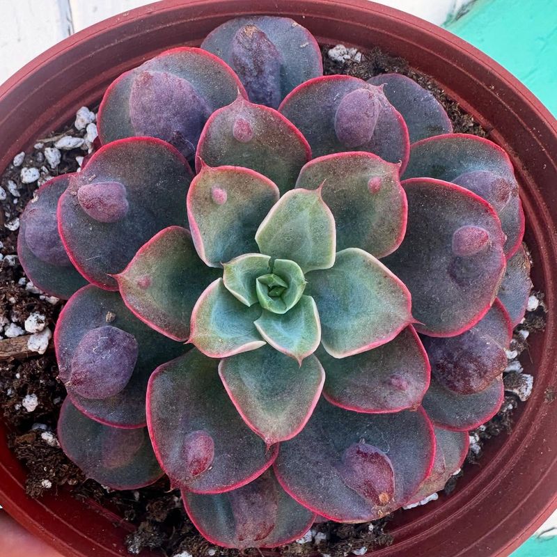 Echeveria