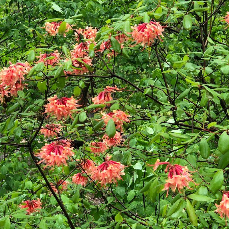 Rain-Loving Bog Garden Celebrates Wet Weather