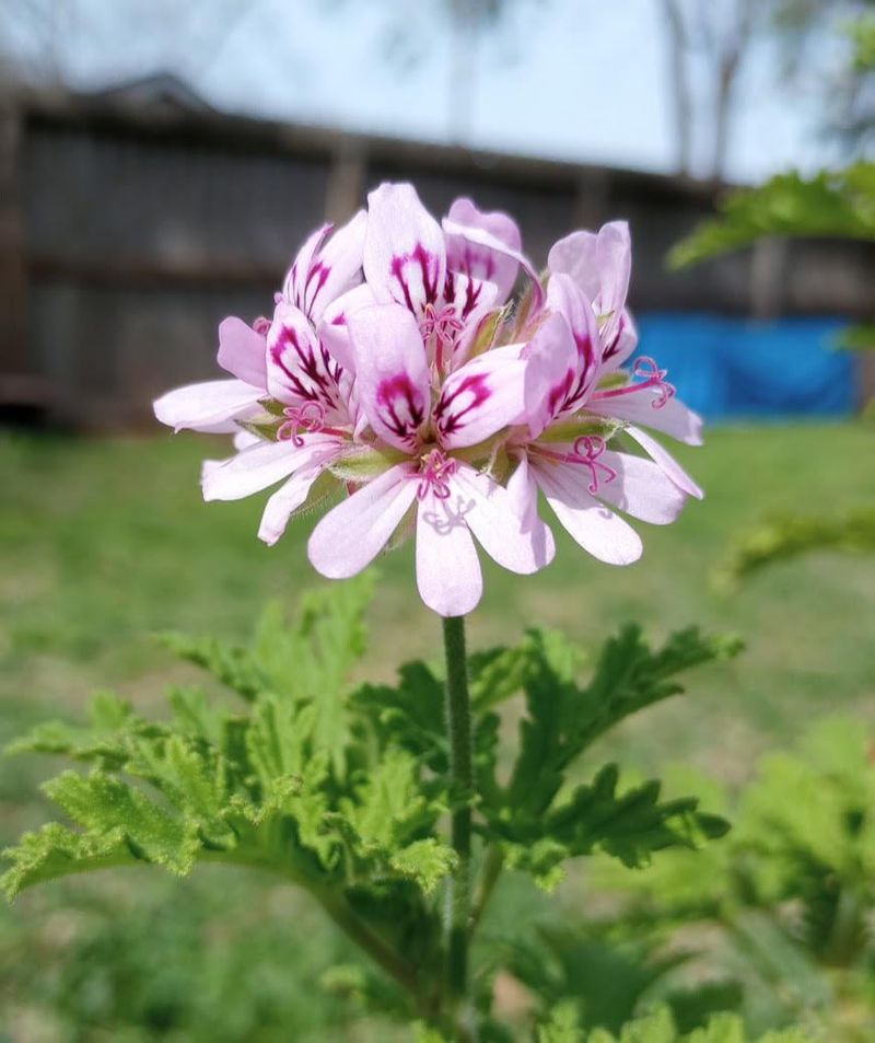 Geraniol In Geraniums Naturally Deters Bugs