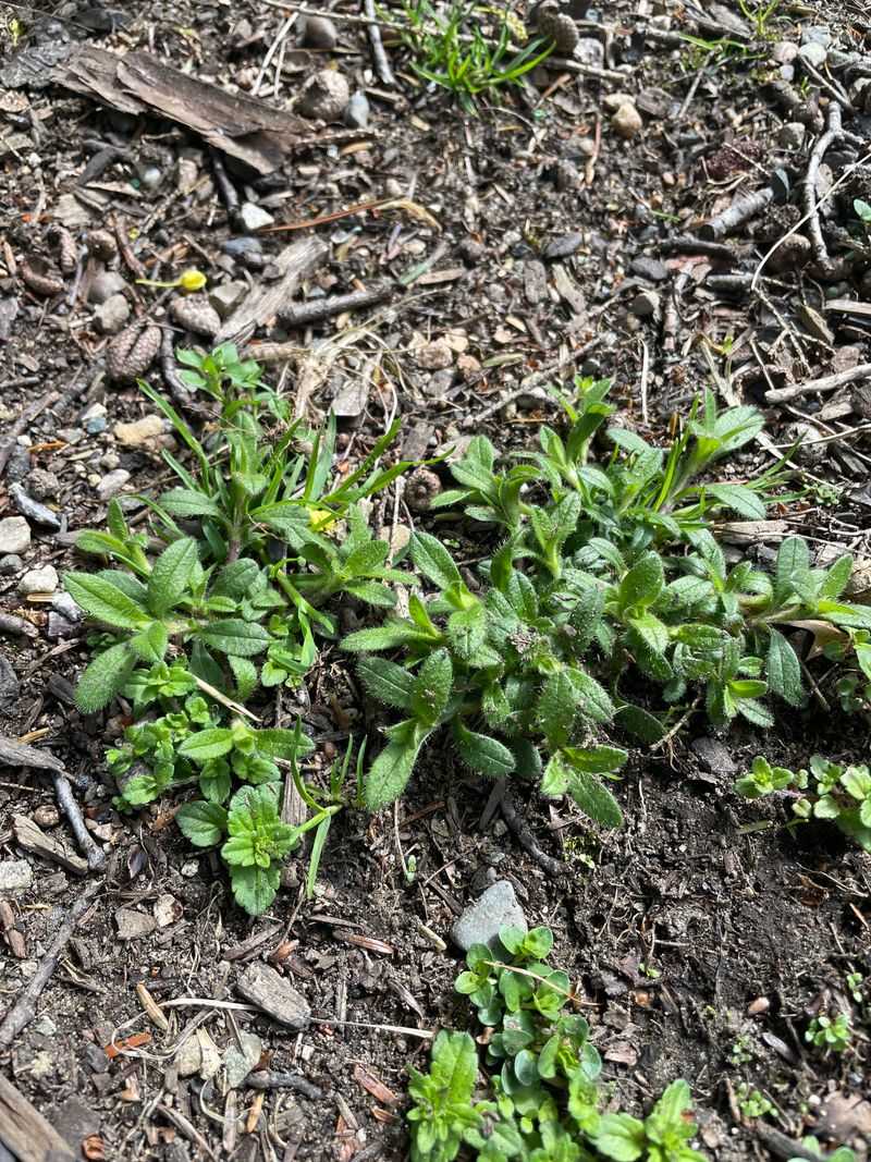 Chickweed (Stellaria media)