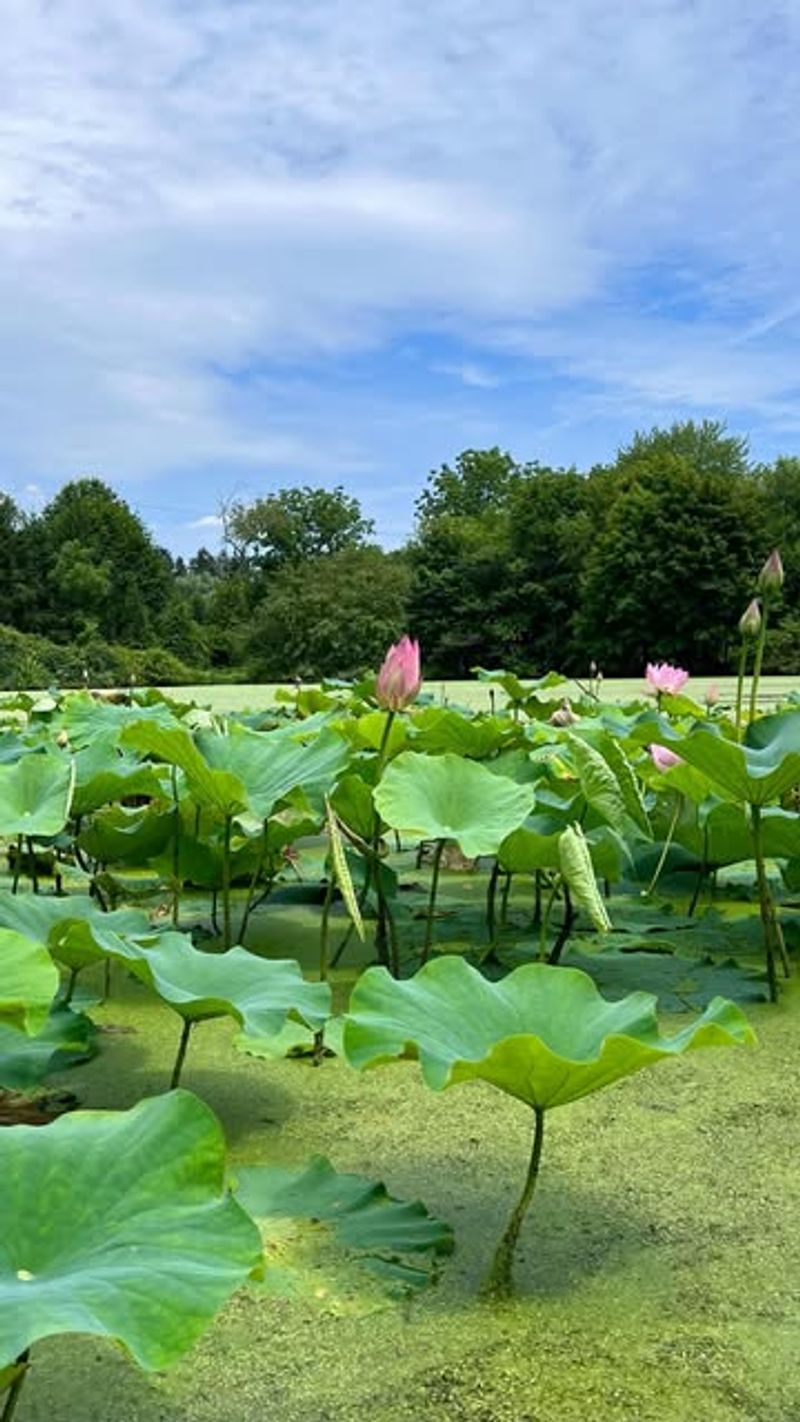 Lotus: The Flower That Makes Men Forget