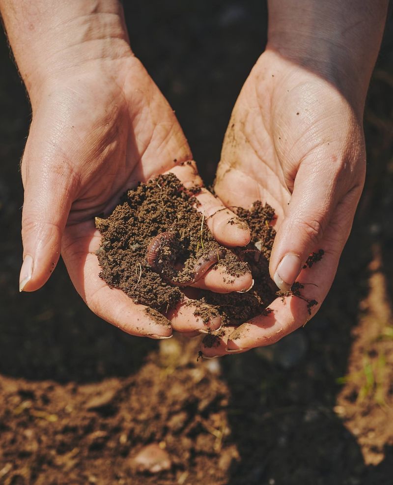 Aged Manure: Time-Tested Soil Builder