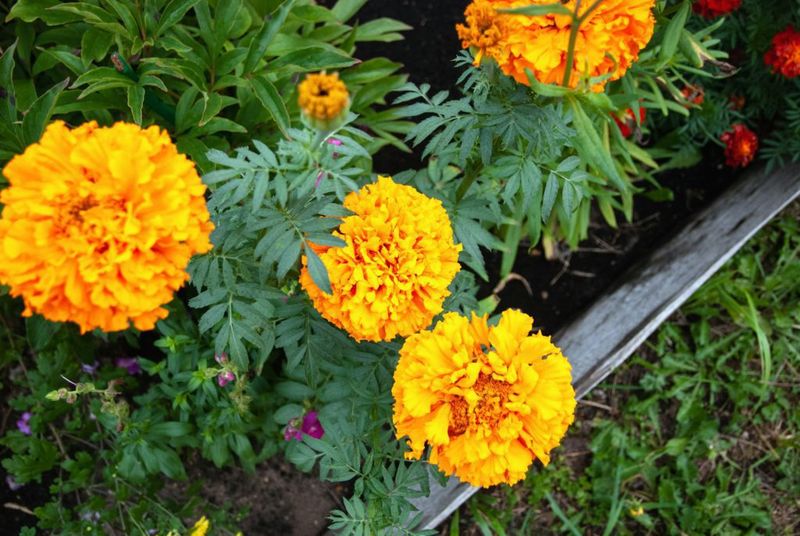 Marigolds