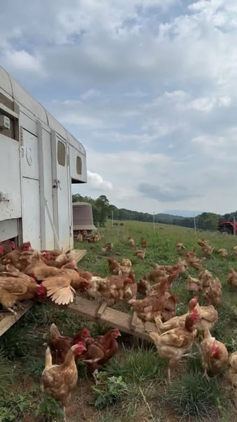 Chicken Manure: Balanced Nutrition