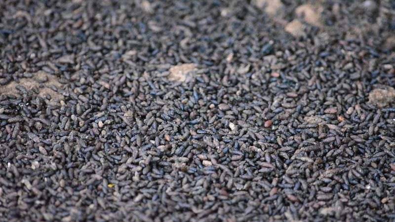 Bat Guano