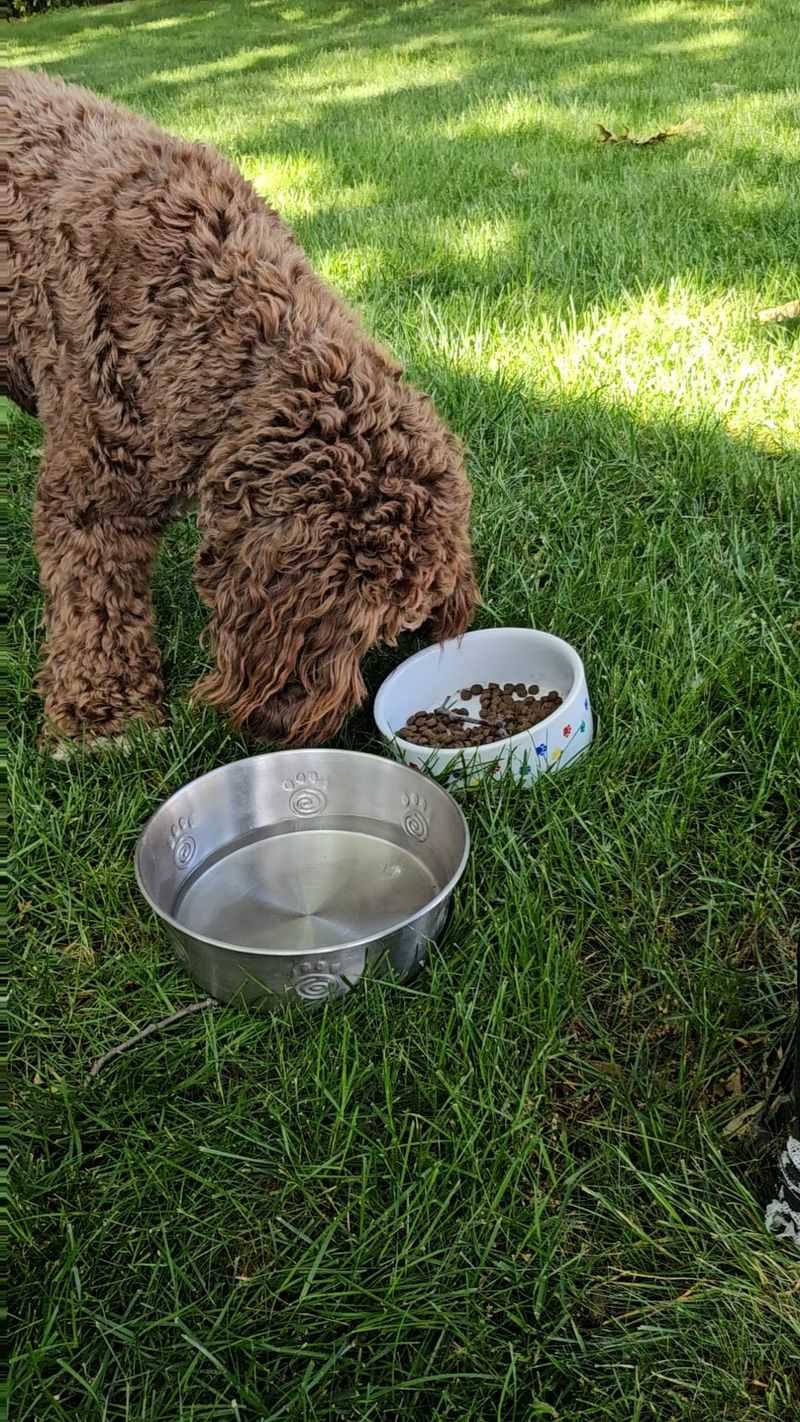 Pet Food Bowl Trap