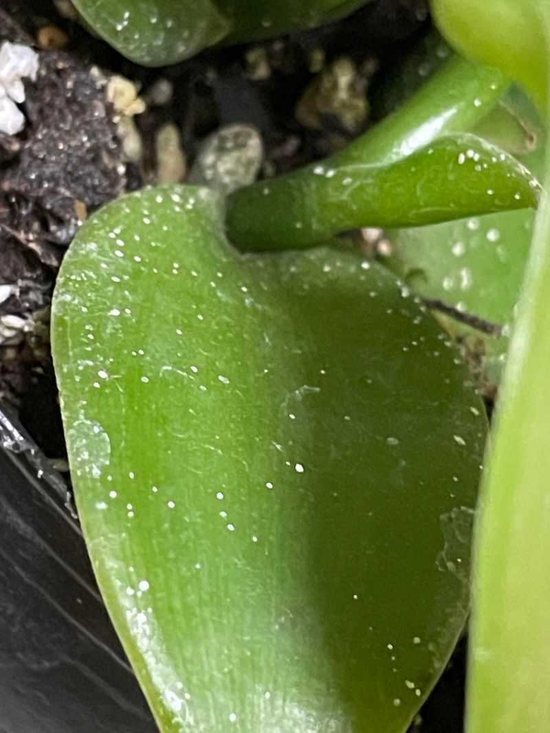 Leaf Spots from Hard Water