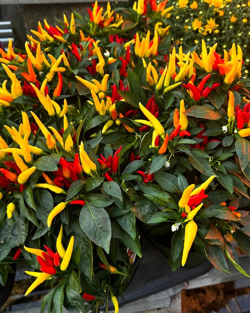 Ornamental Peppers