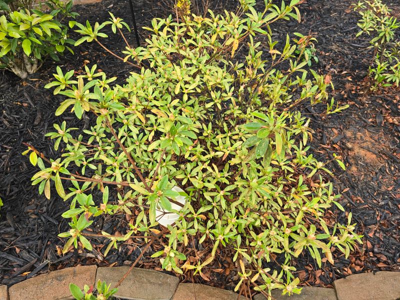 Azaleas