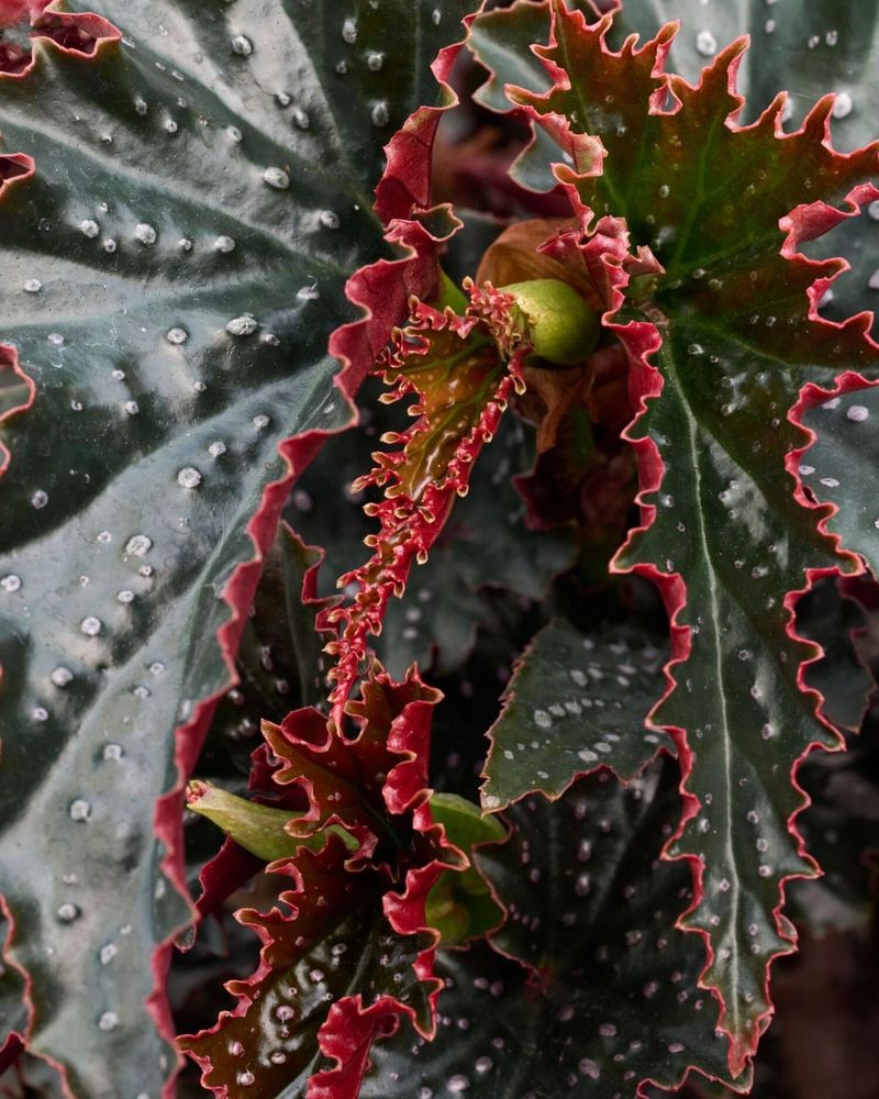 Begonias: Elegant Bloomers For Dark Corners