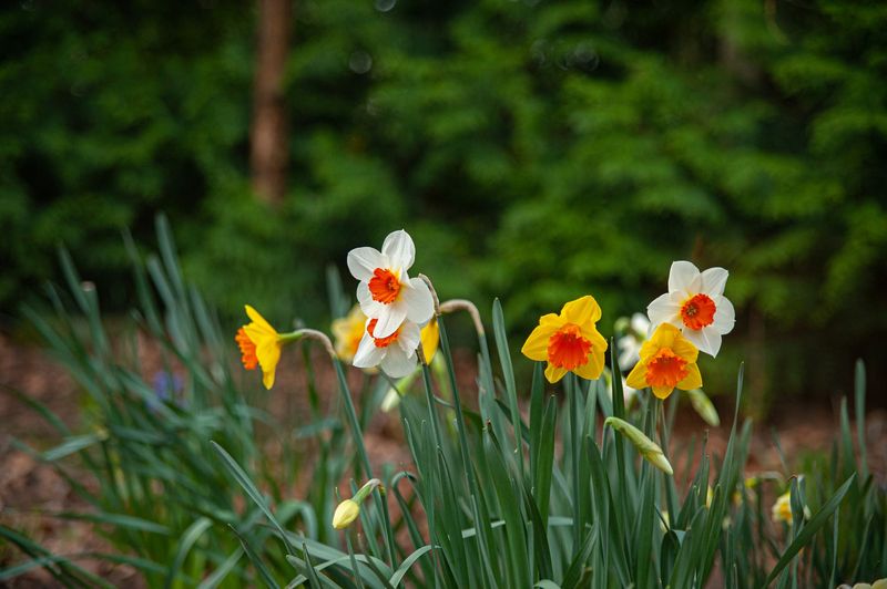 Dwarf Evergreens with Spring Bulbs