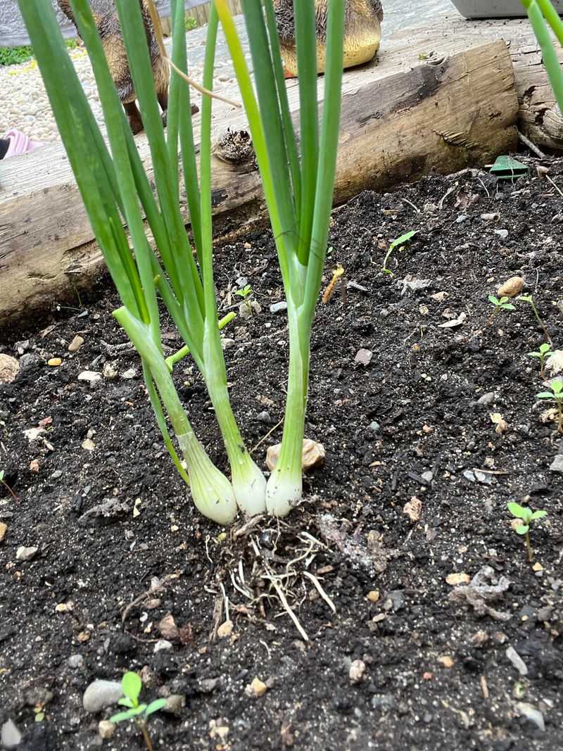 Green Onions/Scallions