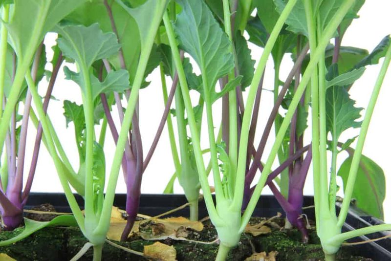 Kohlrabi