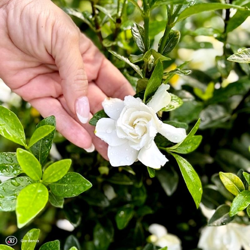 Watch for New Growth Points