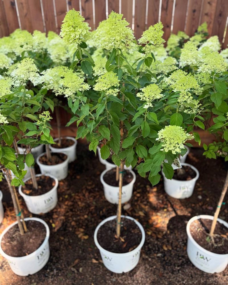 Relocate Struggling Plants