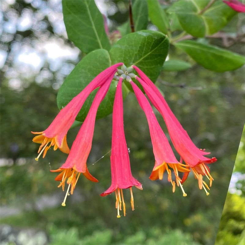Tubular Red Flowers Fit Their Bills Perfectly