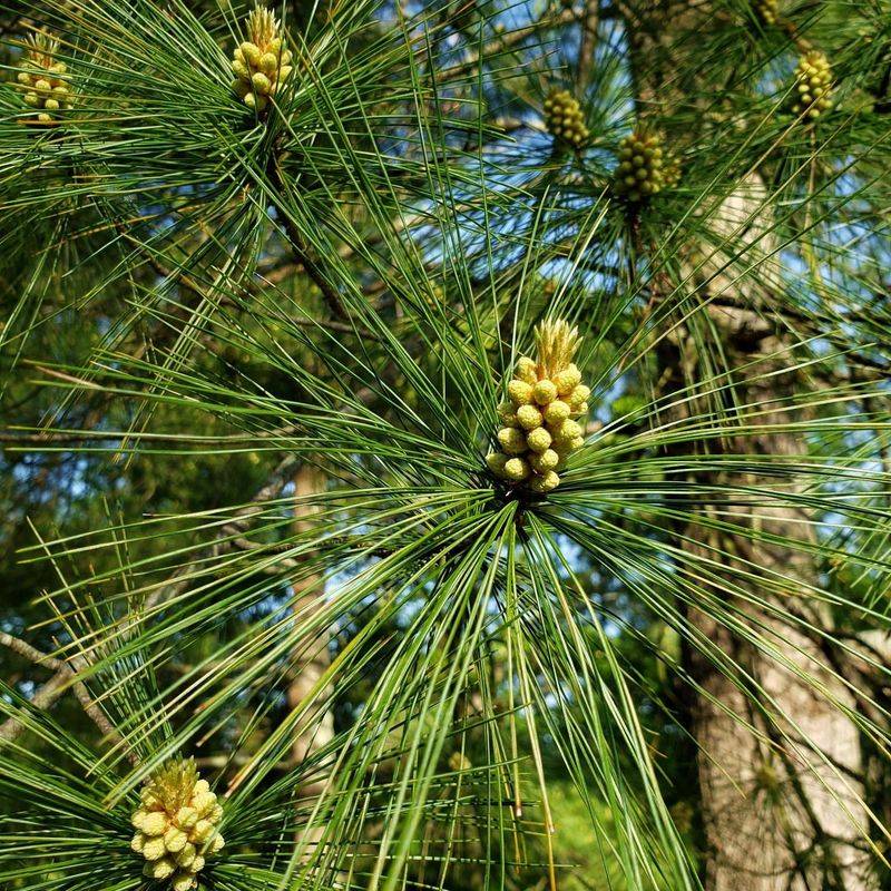 Eastern White Pine: Towering Trouble