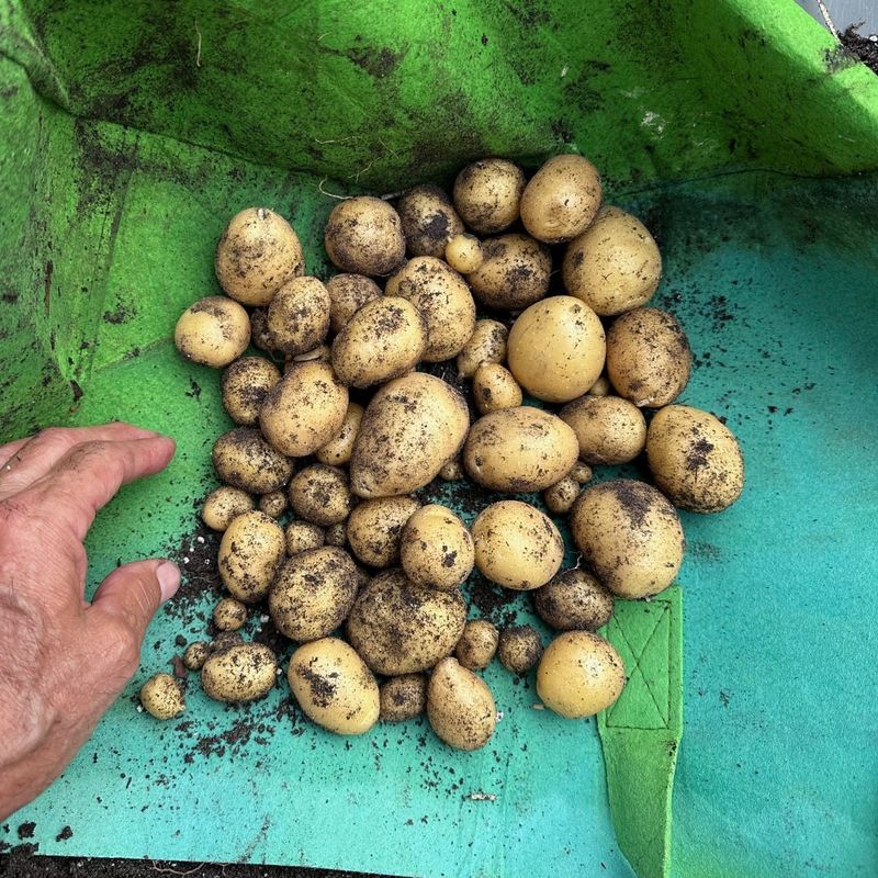 Potato Blight