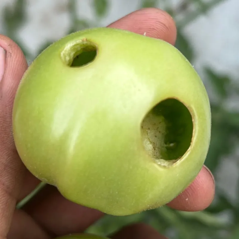 Fruit Worms