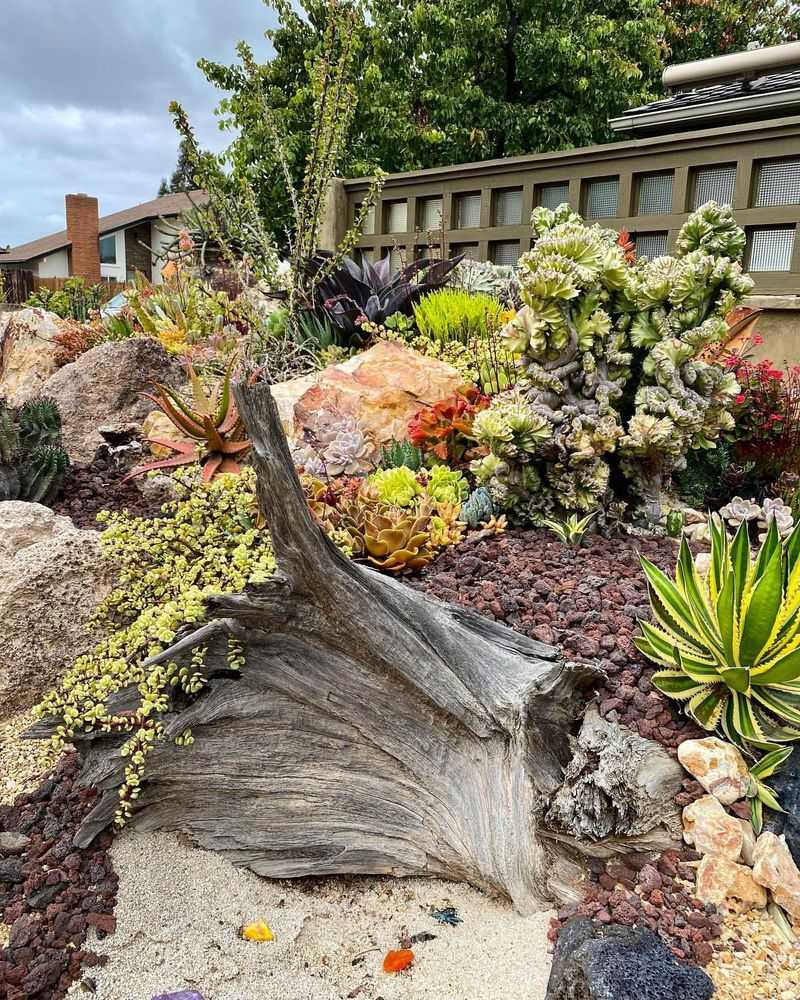 Succulent Garden Showcase