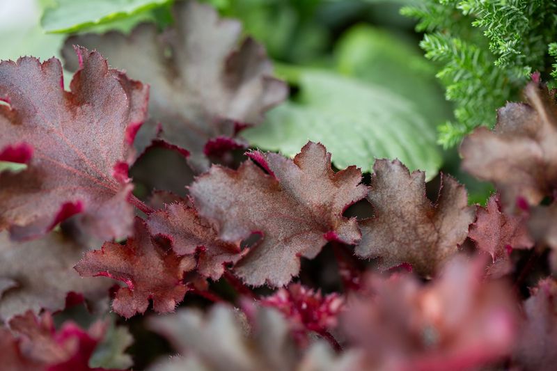 Heuchera