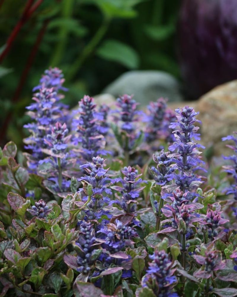 Ajuga (Ajuga reptans)
