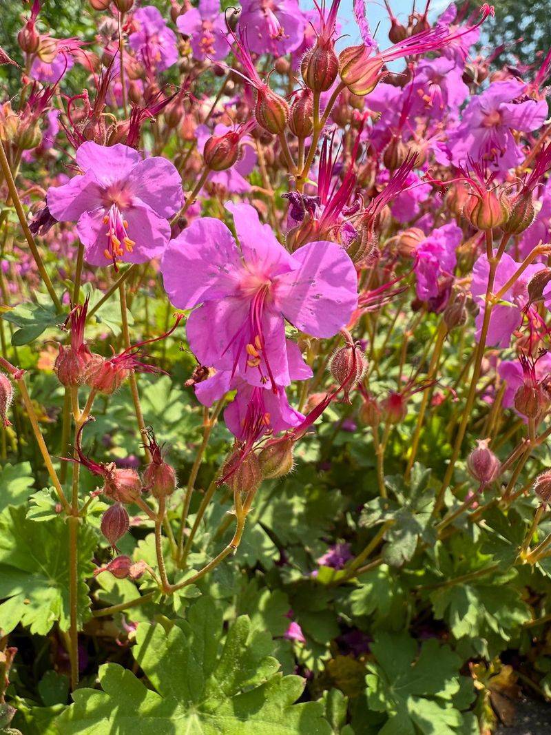 Bigroot Geranium For Tough Conditions