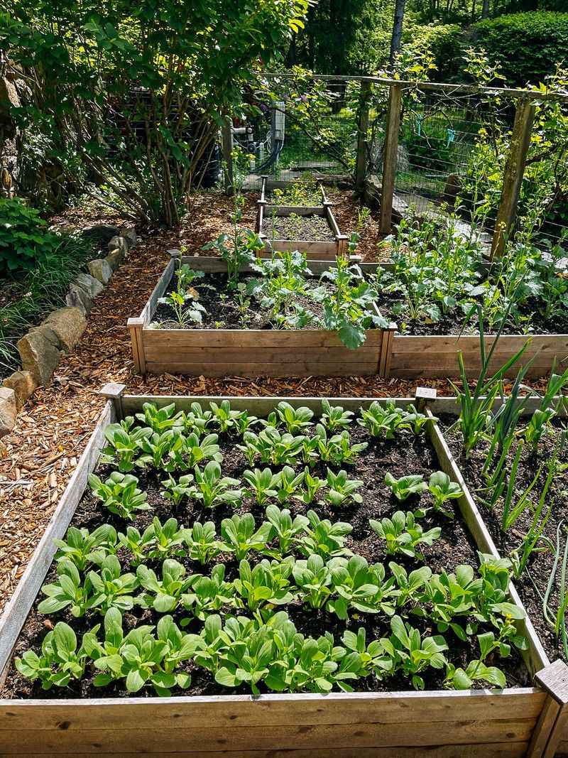 Practice Succession Planting