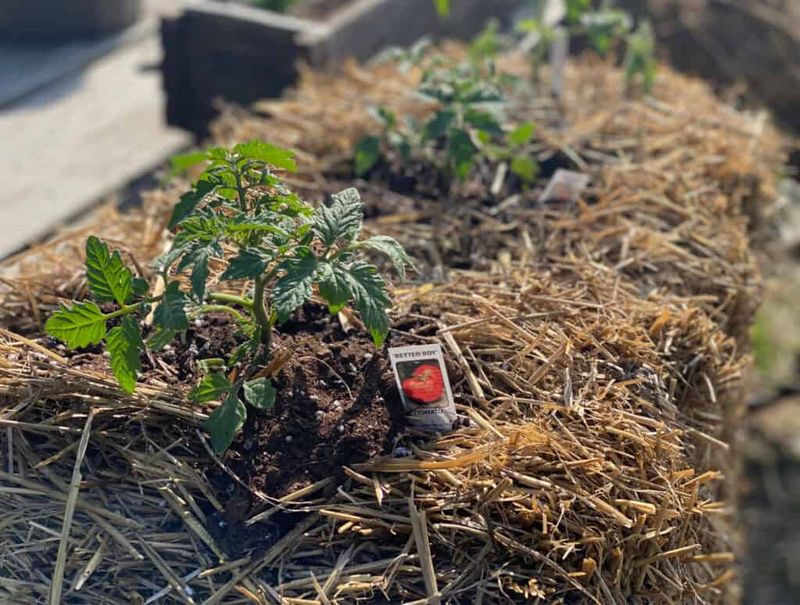Deep Straw Mulching
