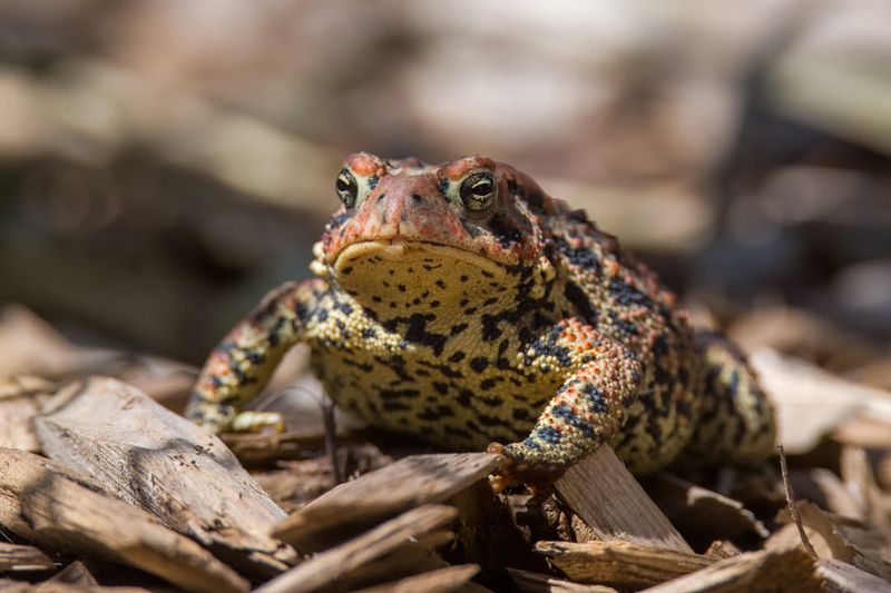 American Toad