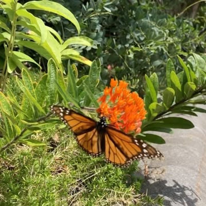 Butterfly Weed (Asclepias tuberosa)