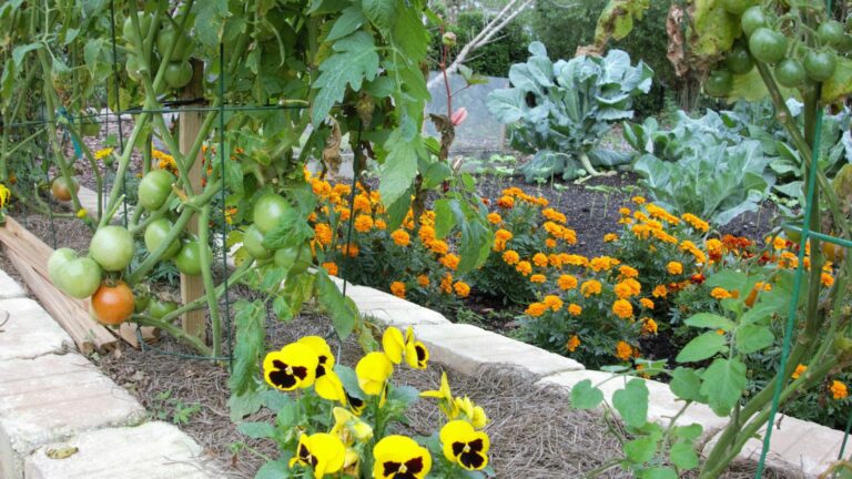 marigolds companion planting in garden