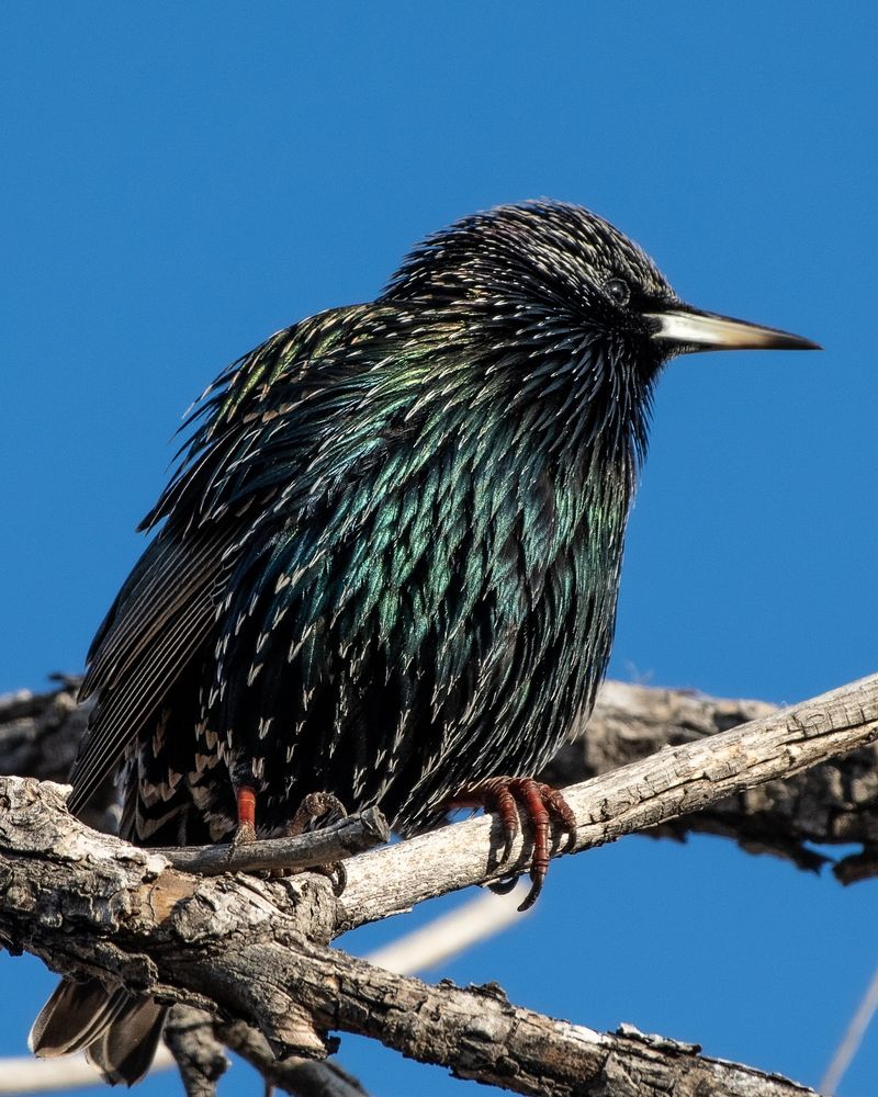 European Starling
