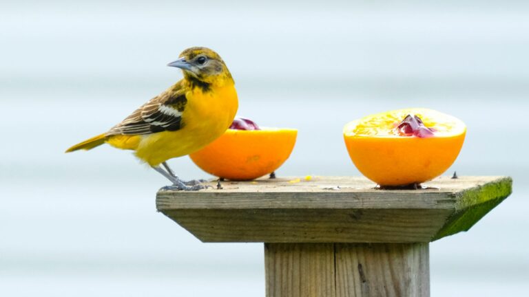 oriole feeding on an orange half
