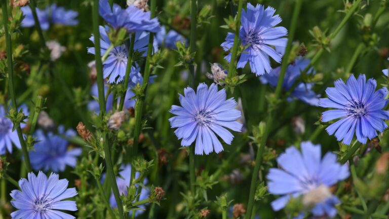 Chickory (Cichorium intybus)