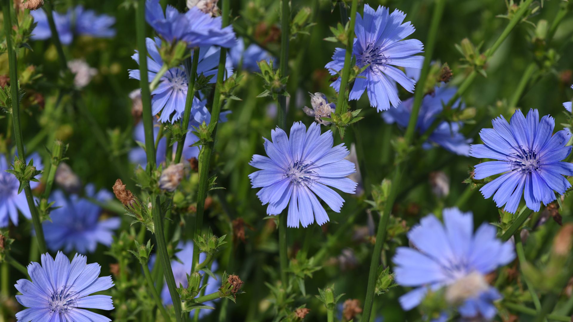 Common Weeds That Actually Help Your Soil In Washington