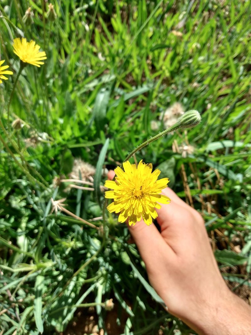 Dandelion (Taraxacum officinale)